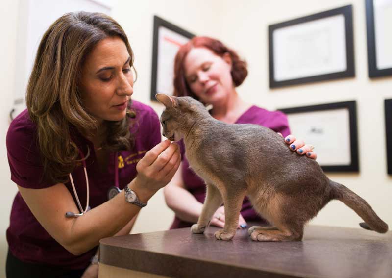 Carousel Slide 3: Cat Friendly Vet Visits