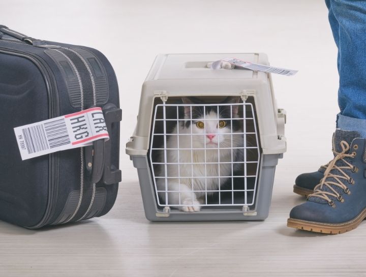 Travel Certificates from your Veterinarian