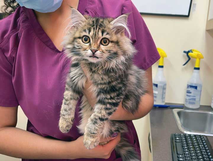 Kitten Care 