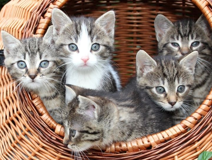 Spay & Neuter Procedures